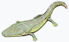 Cyclotosaurus httpsuploadwikimediaorgwikipediacommonsthu