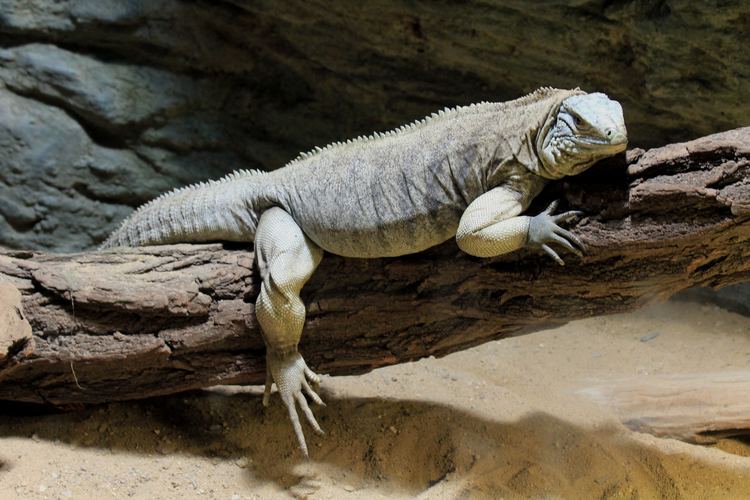 Cyclura FileCyclura nubila Zoo Praha 20111jpg Wikimedia Commons