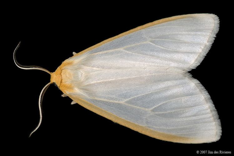 Cycnia tenera Delicate Cycnia Moth 8230 Cycnia tenera