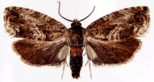 Cydia fagiglandana Cydia fagiglandana Insecta Lepidoptera Tortricidae