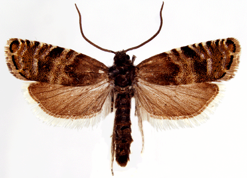 Cydia strobilella Cydia strobilella Insecta Lepidoptera Tortricidae