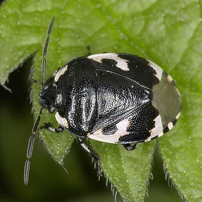 Cydnidae Cydnidae Tritomegas bicolor Pied Shieldbug