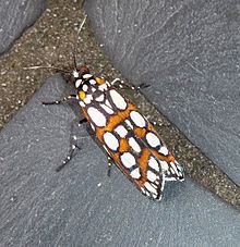 Cydosia nobilitella httpsuploadwikimediaorgwikipediacommonsthu