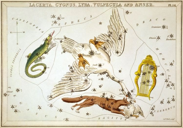 Cygnus (constellation) Cygnus constellation Wikipedia