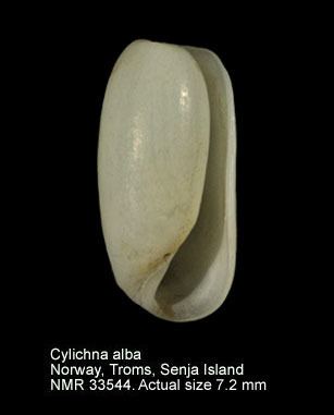 Cylichna HomeNATURAL HISTORY MUSEUM ROTTERDAM Mollusca Gastropoda