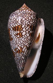 Cylinder (gastropod) httpsuploadwikimediaorgwikipediacommonsthu