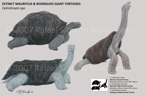 Cylindraspis Extinc Cylindraspis Tortoises by RSNascimento on DeviantArt