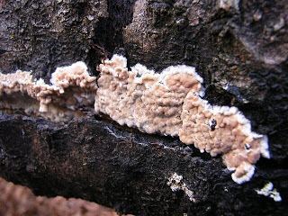 Cylindrobasidium Cylindrobasidium laeve Scottish Fungi