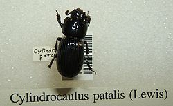 Cylindrocaulus patalis httpsuploadwikimediaorgwikipediacommonsthu