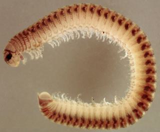 Cylindroiulus punctatus Cylindroiulus punctatus Leach 1815 Discover Life