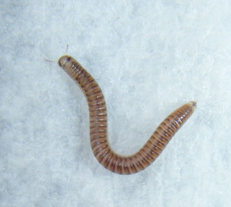 Cylindroiulus punctatus Blunttailed Snake Millipede Cylindroiulus punctatus NatureSpot