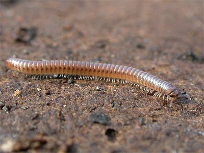 Cylindroiulus punctatus Centipedes and Millipedes of Nottinghamshire