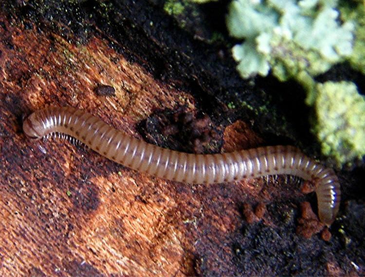 Cylindroiulus punctatus Blunttailed Snake Millipede Cylindroiulus punctatus NatureSpot