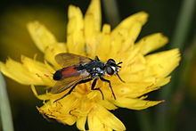 Cylindromyia brassicaria httpsuploadwikimediaorgwikipediacommonsthu