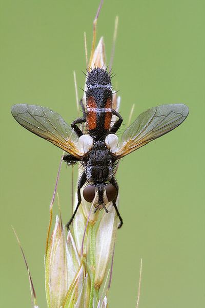 Cylindromyia Dipterainfo Discussion Forum Cylindromyia auriceps