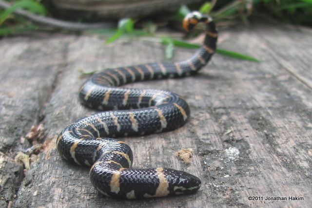 Cylindrophiidae Redtailed Pipe Snake Reptiles and Amphibians of Bangkok