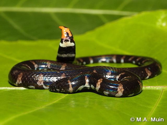 Cylindrophis ruffus Reptile of Hong Kong