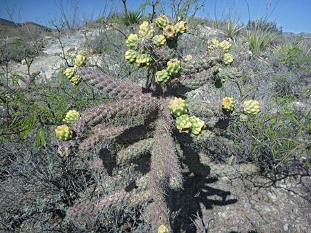 Cylindropuntia Cacti of West and Southwest USA Cylindropuntia