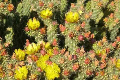 Cylindropuntia californica Cane or Valley Cholla