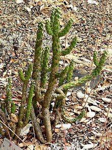 Cylindropuntia californica httpsuploadwikimediaorgwikipediacommonsthu