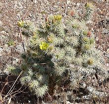 Cylindropuntia echinocarpa httpsuploadwikimediaorgwikipediacommonsthu