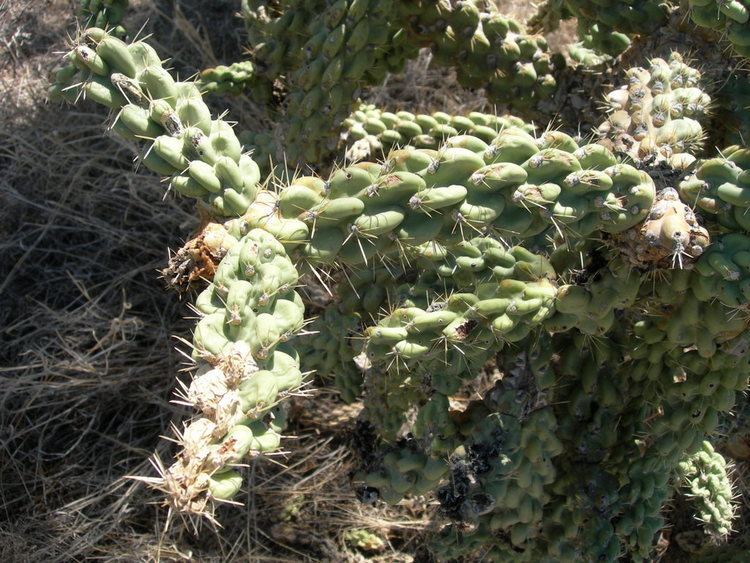 Cylindropuntia fulgida Chain Fruit Cholla Cactus Cylindropuntia fulgida var mammillata