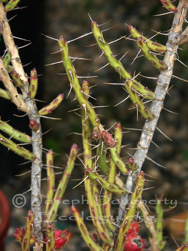Cylindropuntia leptocaulis CalPhotos Cylindropuntia leptocaulis Desert Christmas Cactus
