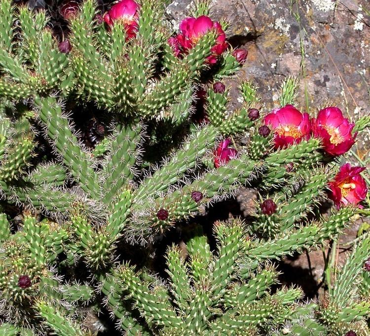 Cylindropuntia prolifera Cylindropuntia prolifera Cactus Jungle