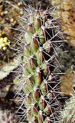 Cylindropuntia spinosior Cylindropuntia spinosior Fact Sheet