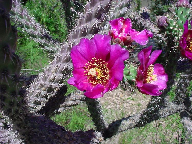 Cylindropuntia spinosior wnmueduacademicnspagesgilafloracspinosiorjpg