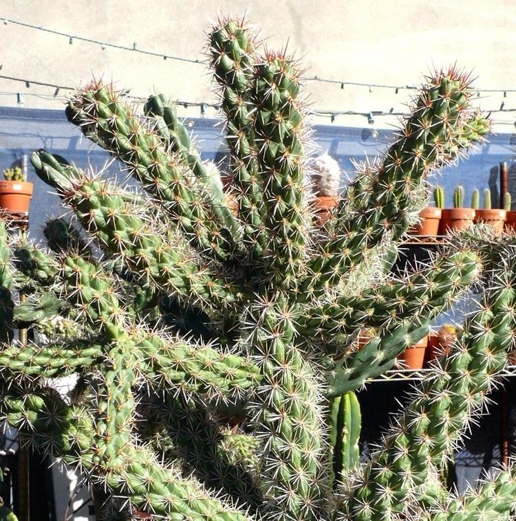 Cylindropuntia spinosior Cylindropuntia spinosior Cactus Jungle