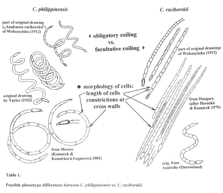 Cylindrospermopsis Cylindrospermopsis CyanoDBcz A database of cyanobacterial genera