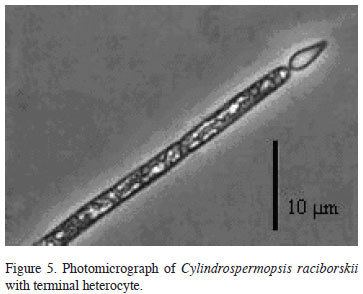 Cylindrospermopsis raciborskii Population dynamics of Cylindrospermopsis raciborskii Woloszynska