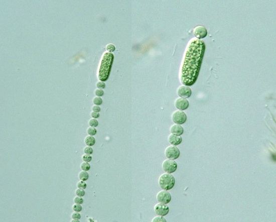 Cylindrospermum Prokaryote Nostocales Cylindrospermum