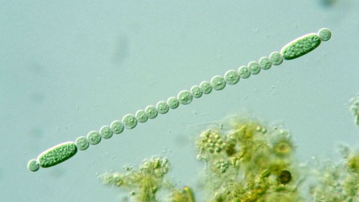Cylindrospermum Prokaryote Nostocales Cylindrospermum