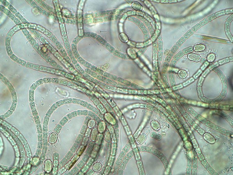 Cylindrospermum SoftBodied Stream Algae of California Cylindrospermum
