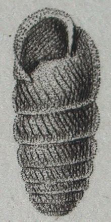 Cylindrus obtusus httpsuploadwikimediaorgwikipediacommonsthu