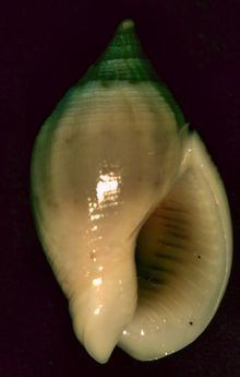 Cyllene (gastropod) httpsuploadwikimediaorgwikipediacommonsthu