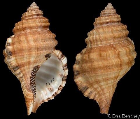 Cymatium (gastropod) wwwgastropodscomShellImagesConusCypraeaCyma