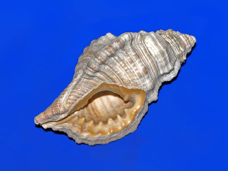 Cymatium (gastropod) Cymatium gastropod Wikipedia