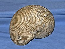 Cymatoceras httpsuploadwikimediaorgwikipediacommonsthu