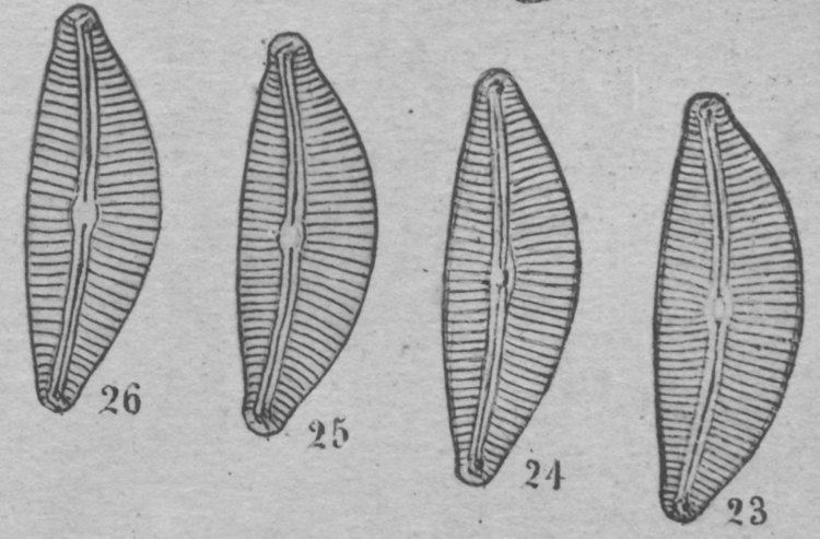 Cymbella Cymbella turgidula Diatoms of the United States