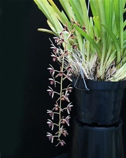 Cymbidium aloifolium Cymbidium aloifolium presented by Orchids Limited