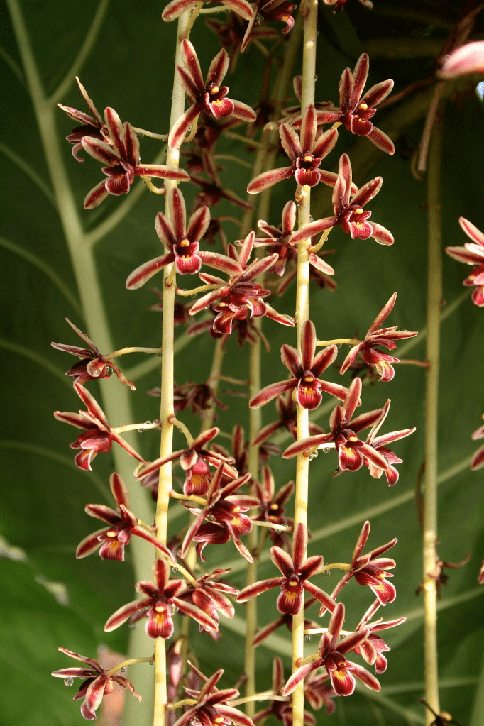 Cymbidium aloifolium aloifolium