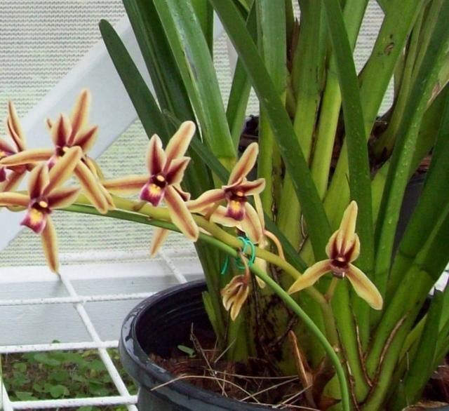Cymbidium aloifolium 1000 images about ORCHIDS CYMBIDIUM on Pinterest Orchid flowers