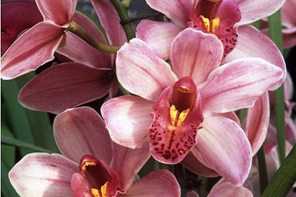 Cymbidium Cymbidium orchidRHS Gardening