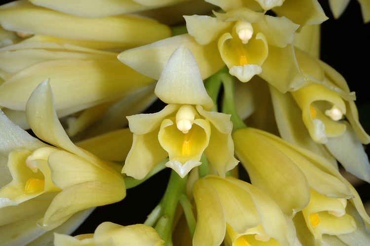 Cymbidium elegans IOSPE PHOTOS