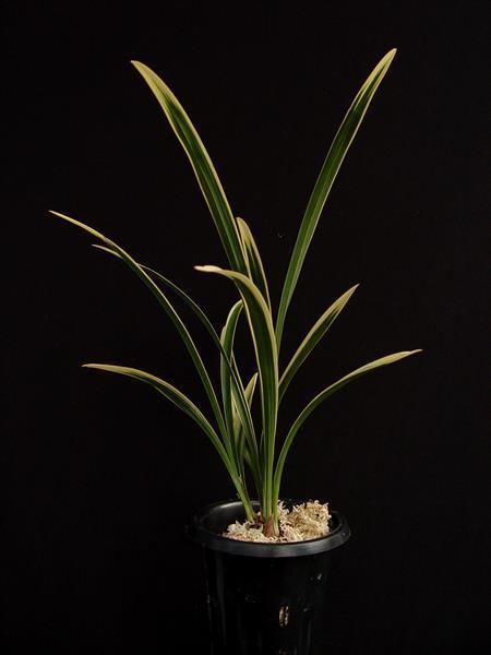 Cymbidium ensifolium Cymbidium ensifolium 39Jin Chi39 presented by Orchids Limited