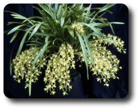 Cymbidium floribundum Cymbidium Orchid Society of Victoria Growing Tips gt Cymbidium