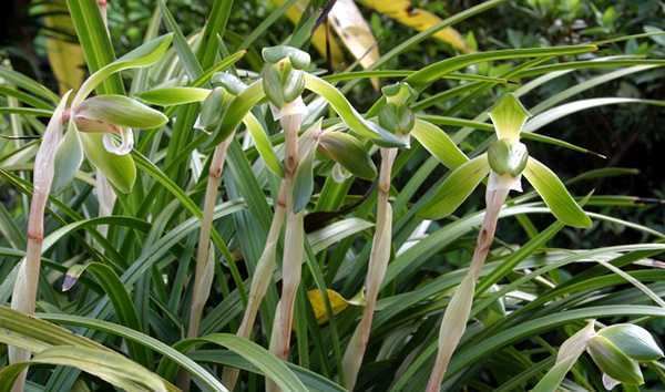 Cymbidium goeringii Cymbidium goeringii a cold hardy terrestrial orchid from east Asia